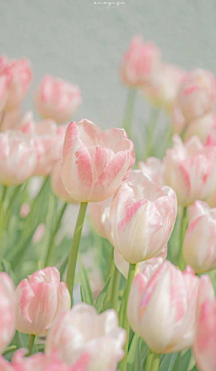 50+ hình nền hoa tulip cho điện thoại đẹp & ý nghĩa (Full-HD, 4K)