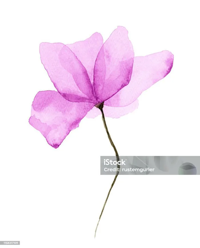 Nền Trắng Hoa Màu Nước Hình minh họa Sẵn có - Tải xuống Hình ảnh Ngay bây  giờ - Hoa, Sơn nước - Tranh sơn màu, Bản vẽ màu phấn - iStock