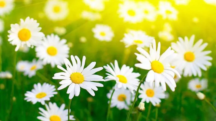 Hình nền hoa màu trắng (white flowers) tuyệt đẹp