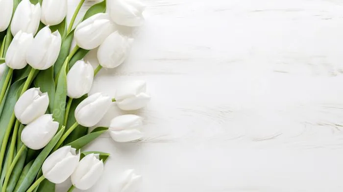 Hoa Tulip Giữa Phông Nền Trắng Có Họa Tiết Ảnh Và Hình ảnh Để Tải Về Miễn  Phí - Pngtree