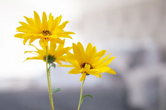 hình ảnh : màu vàng, Hệ thực vật, Hoa dại, thực vật, Cánh hoa, Đóng lên,  Chụp macro, Daisy family, Hoa hướng dương, Bầu trời, Mùa xuân, Hình nền máy  tính 4905x3261 - -
