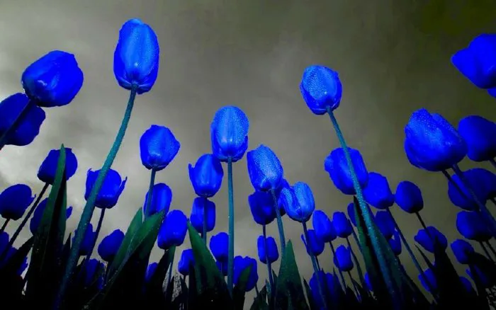 Top 101 hình ảnh hoa tulip xanh đẹp nhất