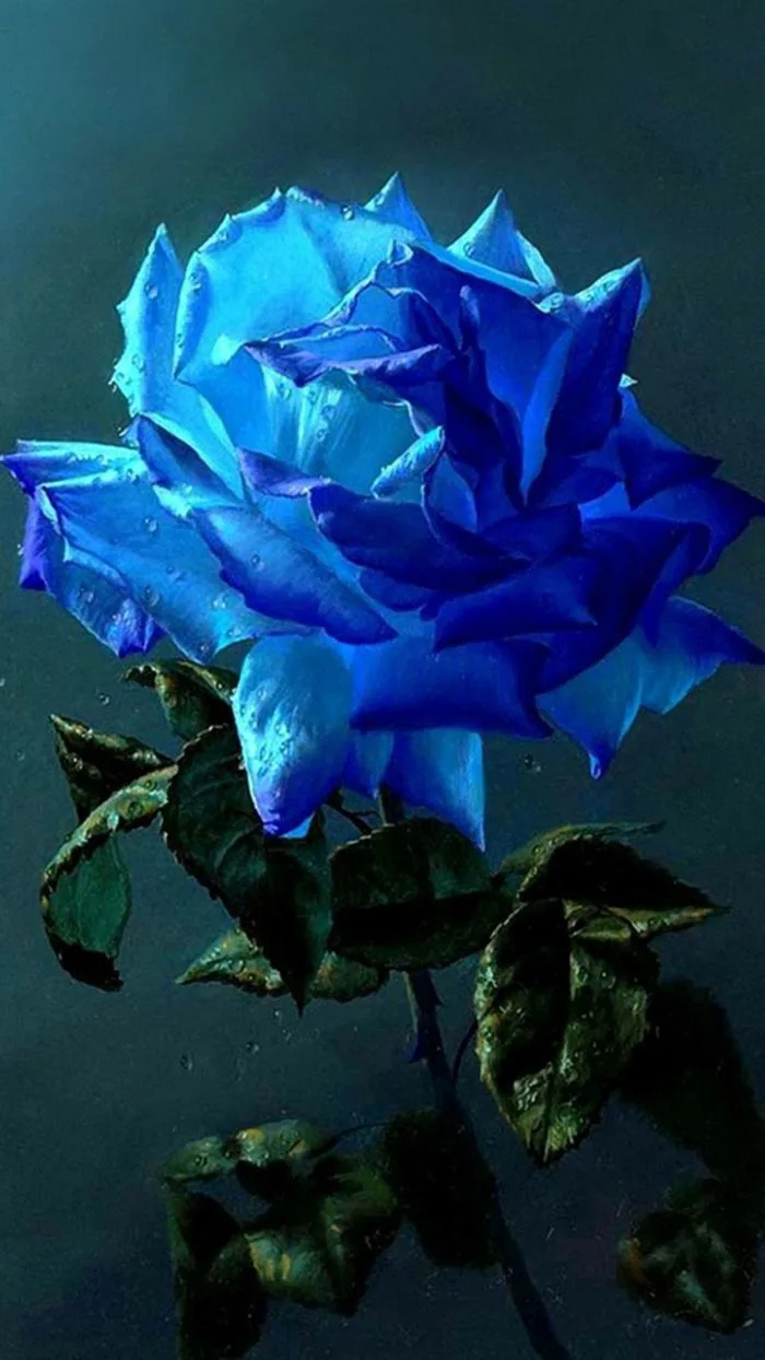 Hình nền hoa hồng xanh đẹp nhất - Tải ảnh hoa đẹp chất lượng | Blue roses