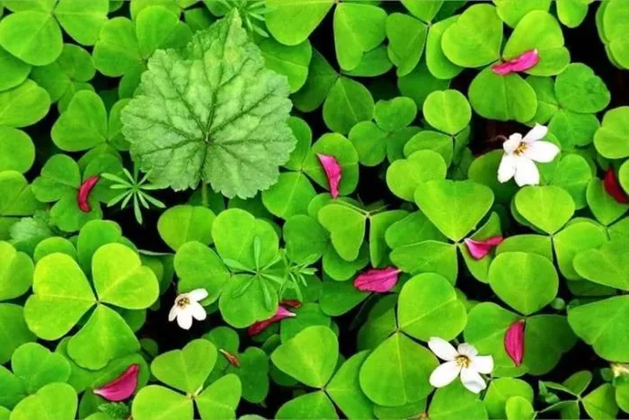 Hình nền may mắn đẹp, mang nhiều vận may đến cho cuộc sống
