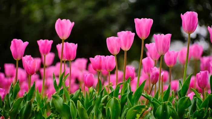 999+ hình nền hoa tulip đẹp Full HD, 4K cho điện thoại, laptop -  Thegioididong.com