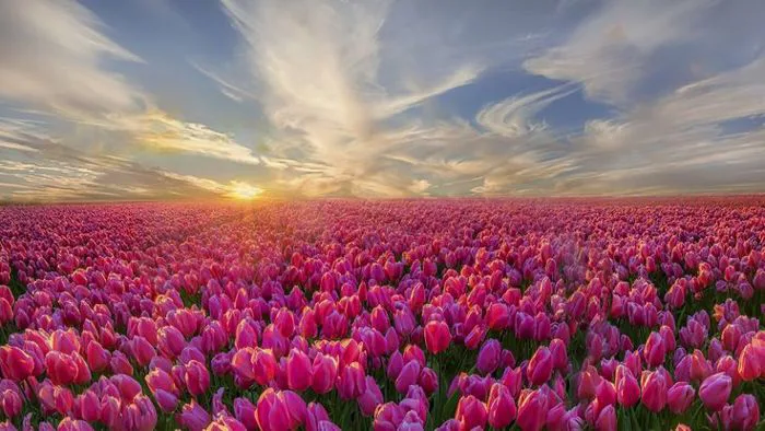 Hình nền máy tính hoa tulip