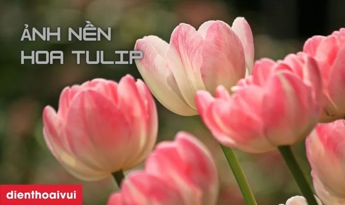 Hình nền hoa Tulip full HD, 4K tải cho điện thoại, PC