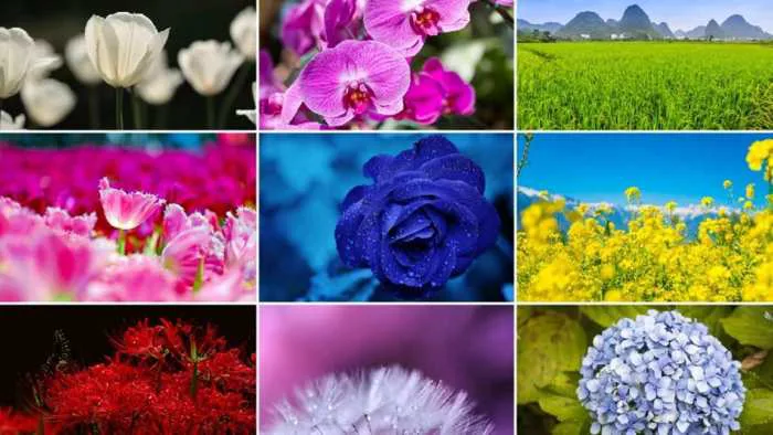 160+ hình nền hoa cho iPhone, Android và máy tính