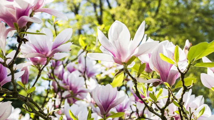 hình ảnh : thực vật, thực vật có hoa, Mùa xuân, Hệ thực vật, Gia đình  magnolia, chi nhánh, Cánh hoa, Mộc lan, Hình nền máy tính, Hoa dại, cây  6000x3375 -