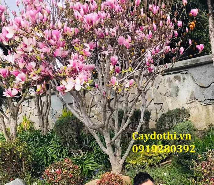 Mua bán trồng cây hoa mộc lan, hoa mộc lan tím nhật bản giá tốt