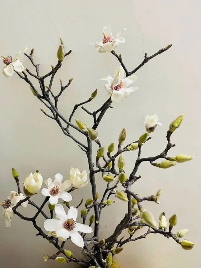 Loại hoa có giá tiền triệu, mang hương thơm đặc biệt được chị em thi nhau  'săn lùng' chơi Tết