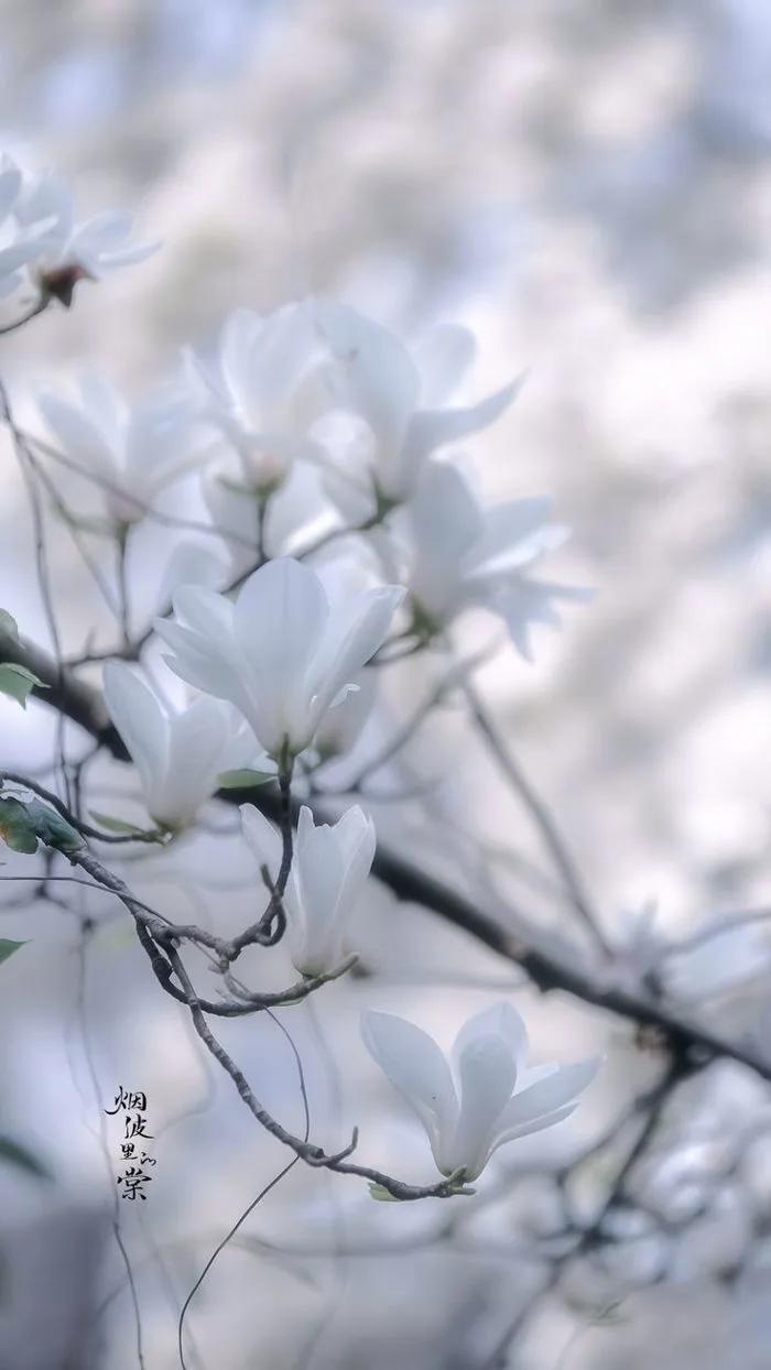 White Flowers Blooming on a Tree Branch | Hoa mộc lan, Hình nền hoa, Hoa đạo