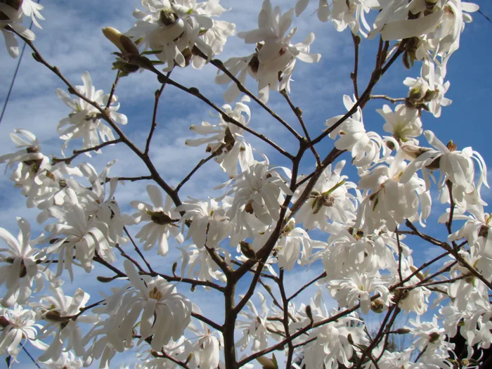 hình ảnh : Mộc lan stellata, Sao mộc lan, trắng, hoa, chi nhánh, Mùa xuân,  Bầu trời, Cây gậy, thực vật, Hệ thực vật, Hoa anh đào, Shadbush, Thân cây,  Prunus, Cây