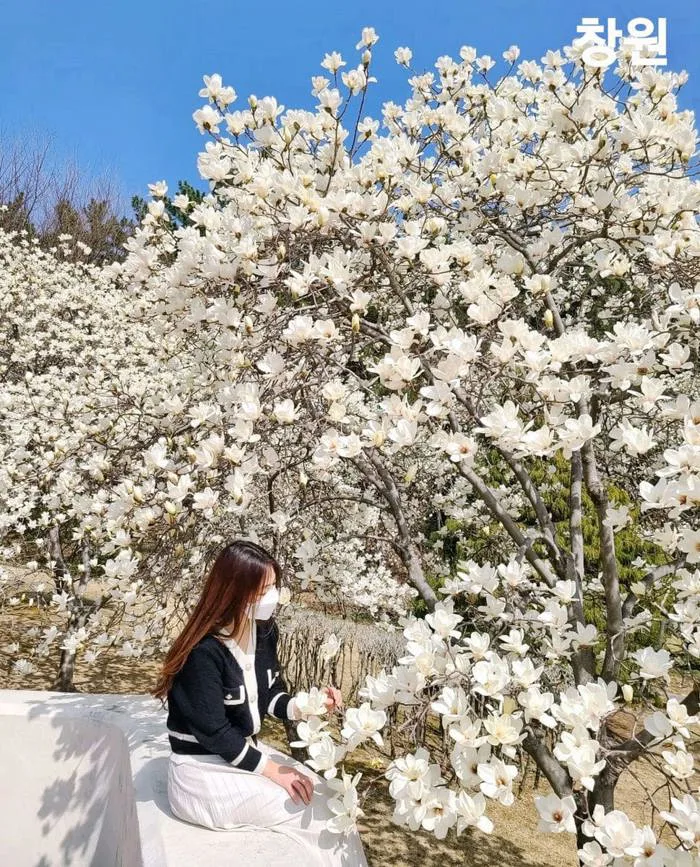 Ngắm hoa Mộc Lan trắng rực rỡ tại Changwon (2026) » GoKorea