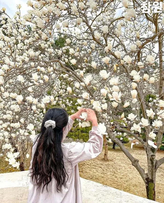 Ngắm hoa Mộc Lan trắng rực rỡ tại Changwon (2026) » GoKorea