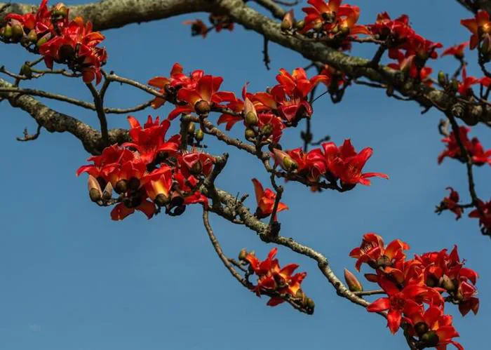 Hoa mộc miên: Khoe sắc rực rỡ “tô điểm” Tây Bắc đẹp nên thơ - FLoLi