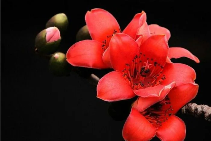 Hoa mộc miên: Ý nghĩa, đặc điểm, mùa nở và hình ảnh đẹp nhất