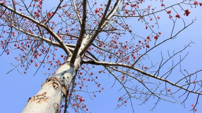 Cây hoa mộc miên: Ý nghĩa, hình ảnh, cách trồng, chăm sóc tại nhà
