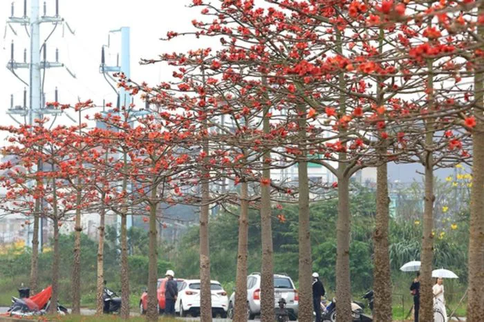 Hoa mộc miên: Ý nghĩa, đặc điểm, mùa nở và hình ảnh đẹp nhất