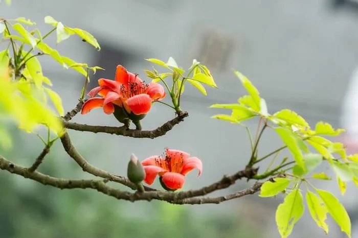 Hoa mộc miên: Khoe sắc rực rỡ “tô điểm” Tây Bắc đẹp nên thơ - FLoLi