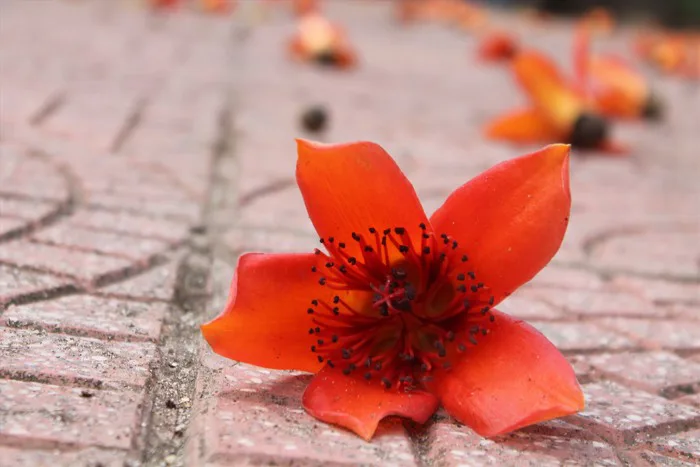 Ngắm hàng mộc miên cổ thụ 