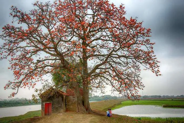 Hoa mộc miên: Khoe sắc rực rỡ “tô điểm” Tây Bắc đẹp nên thơ - FLoLi
