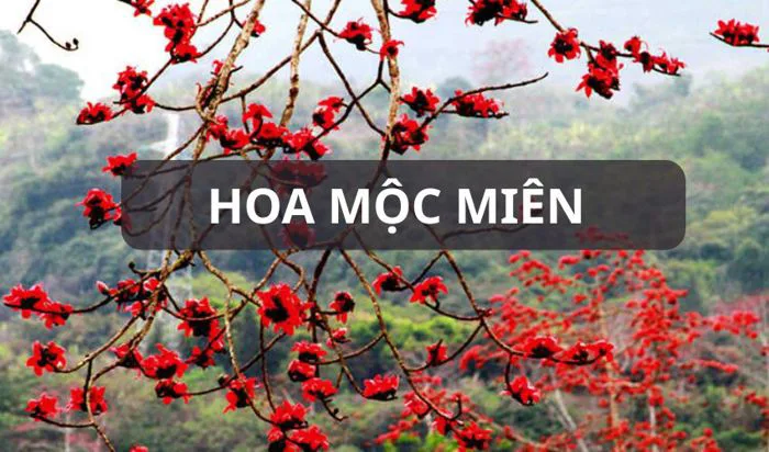Hoa mộc miên: Ý nghĩa, đặc điểm, mùa nở và hình ảnh đẹp nhất