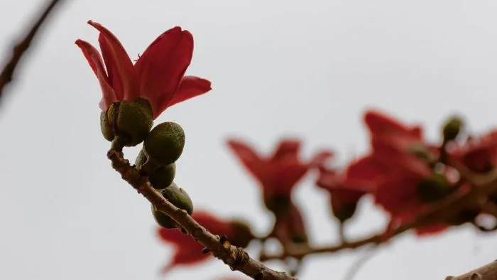 Cây hoa mộc miên: Ý nghĩa, hình ảnh, cách trồng, chăm sóc tại nhà