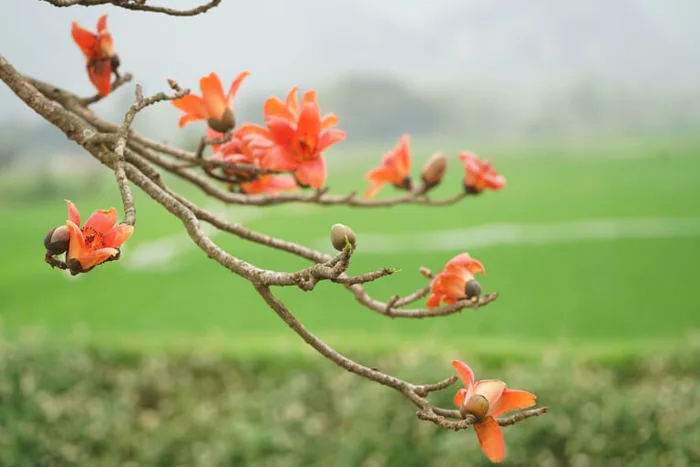 Hoa mộc miên: Khoe sắc rực rỡ “tô điểm” Tây Bắc đẹp nên thơ - FLoLi