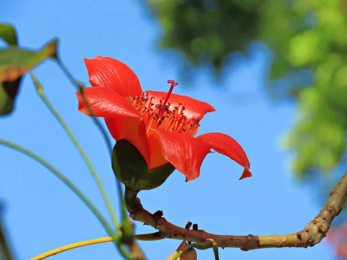 Hoa mộc miên: Khoe sắc rực rỡ “tô điểm” Tây Bắc đẹp nên thơ - FLoLi