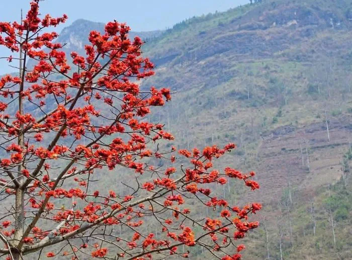 Hoa mộc miên, 'đỏ lửa' nơi địa đầu Tổ quốc Tuyên Quang