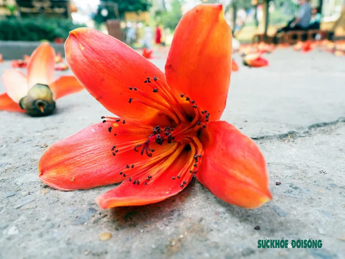 Hoa gạo tháng 3 - Hà Nội rực đỏ mùa mộc miên
