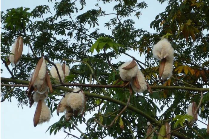 Hoa mộc miên: Ý nghĩa, đặc điểm, mùa nở và hình ảnh đẹp nhất