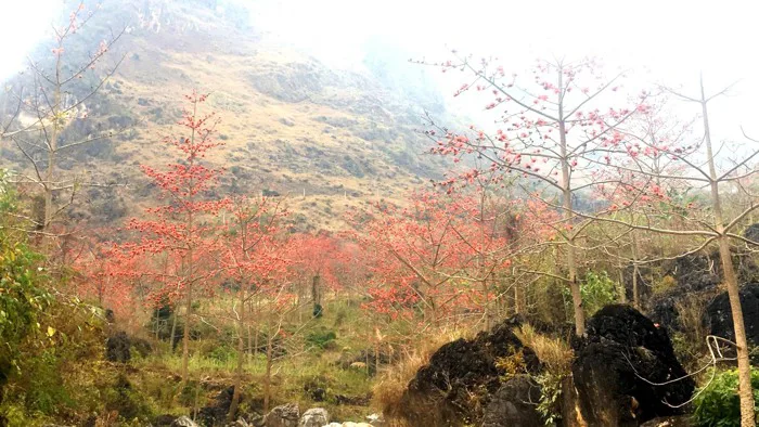Vẻ đẹp của hoa mộc miên nơi Cao nguyên đá Hà Giang