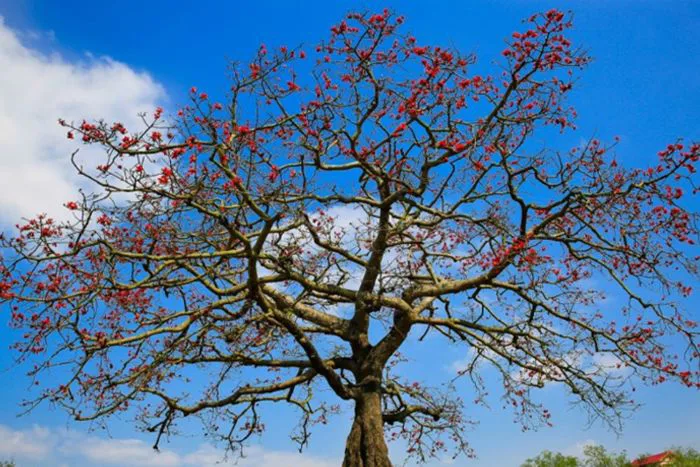 Hoa mộc miên: Ý nghĩa, đặc điểm, mùa nở và hình ảnh đẹp nhất