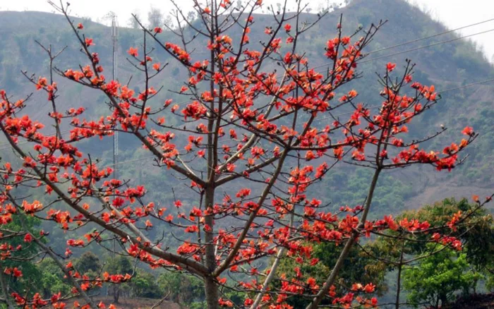 Cây hoa mộc miên: Ý nghĩa, hình ảnh, cách trồng, chăm sóc tại nhà