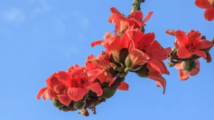 Cây hoa mộc miên: Ý nghĩa, hình ảnh, cách trồng, chăm sóc tại nhà
