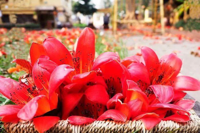 Hoa mộc miên: Ý nghĩa, đặc điểm, mùa nở và hình ảnh đẹp nhất