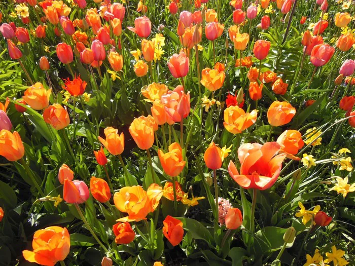 hình ảnh : thực vật, ánh sáng mặt trời, mùa hè, Tulip, trái cam, Mùa xuân,  màu xanh lá, vườn, cây, hình nền, Hoa tulip, những bông hoa mùa xuân, màu  sắc