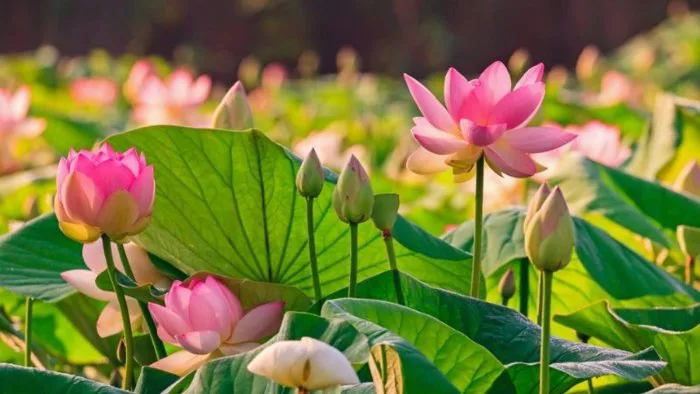 Top 15 loại hoa nở mùa hè đẹp nhất, dễ trồng, nở rực suốt mùa