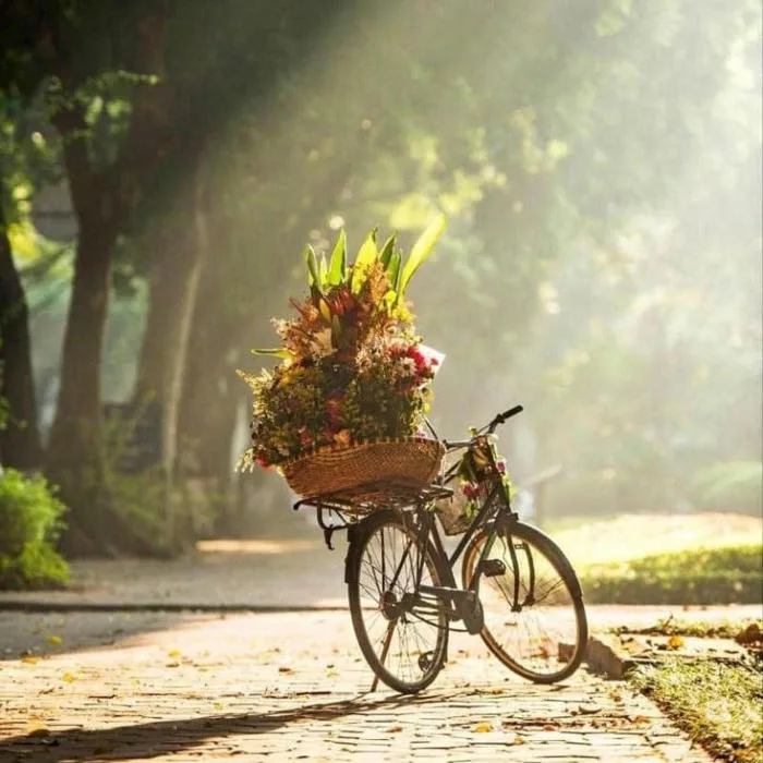 Mùa thu Hà Nội dịu dàng bên những chiếc xe hoa Mùa thu Hà Nội dịu dàng bên những chiếc xe hoa