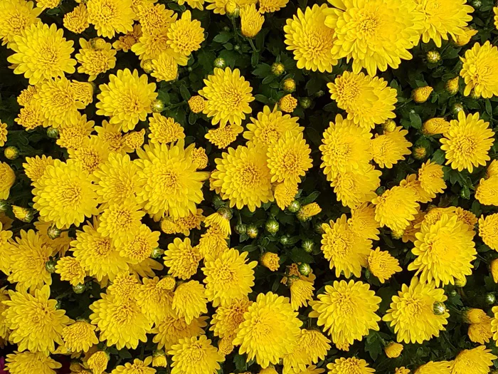 hình ảnh : thực vật, Cây cỏ, Mùa thu, màu vàng, Hệ thực vật, bông hoa màu vàng, Asteraceae, Hoa cúc, Hoa mùa thu, Hình ảnh miễn phí, Hoa hình nền, Cúc hình ảnh : thực vật, Cây cỏ, Mùa thu, màu vàng, Hệ thực vật, bông hoa màu vàng, Asteraceae, Hoa cúc, Hoa mùa thu, Hình ảnh miễn phí, Hoa hình nền, Cúc