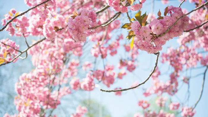 Hình nền mùa xuân đẹp mê hồn