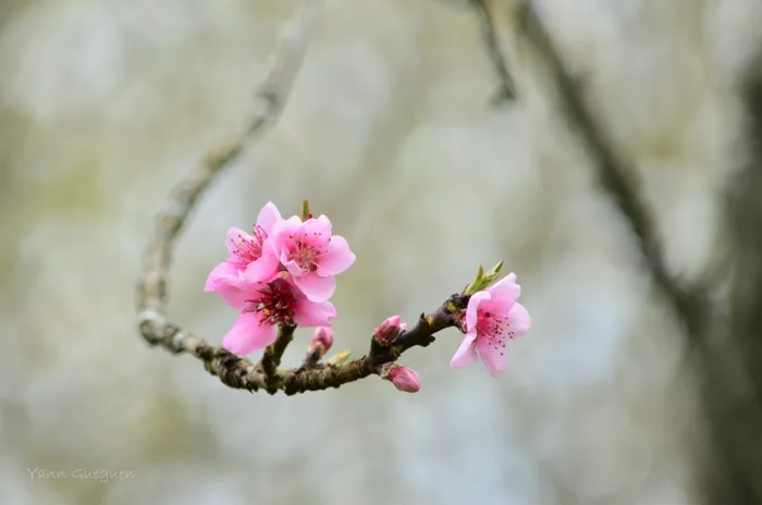 hình ảnh : Mùa xuân, Hồng, chi nhánh, Hoa anh đào, Hệ thực vật, thực vật,  Cây gậy, Cánh hoa, Thân cây, Chồi, Hình nền máy tính 3726x2469 - yann  Gueguen -