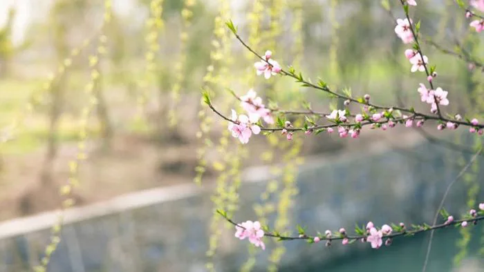 Hình nền hoa đẹp mùa xuân -