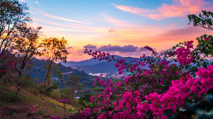 Hình nền mùa xuân tuyệt đẹp