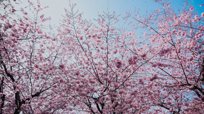 Hình nền mùa xuân đẹp mê hồn