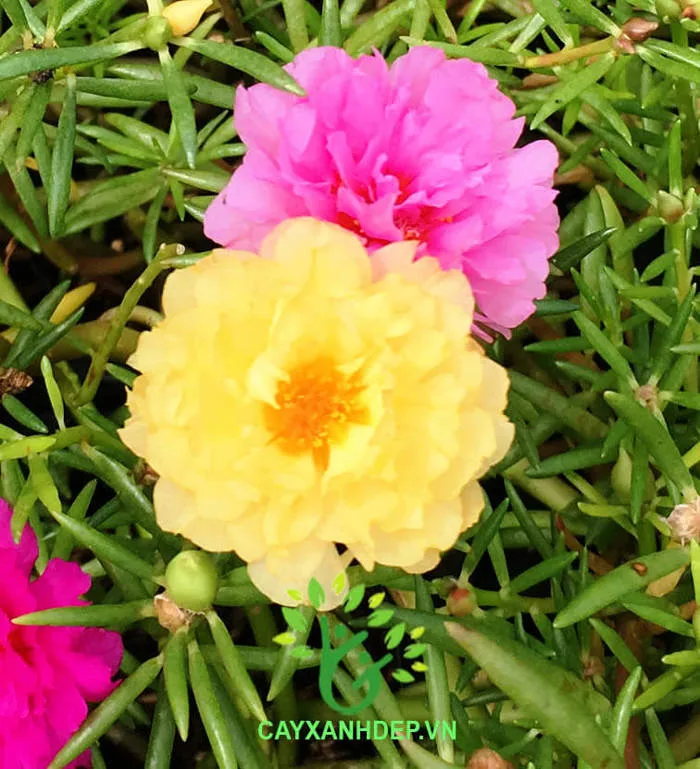 Hoa Mười Giờ (Đủ Màu) | Cây Xanh Đẹp
