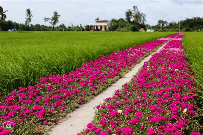 Cư dân mạng “truy lùng” con đường hoa mười giờ lãng mạn nhất Tiền Giang