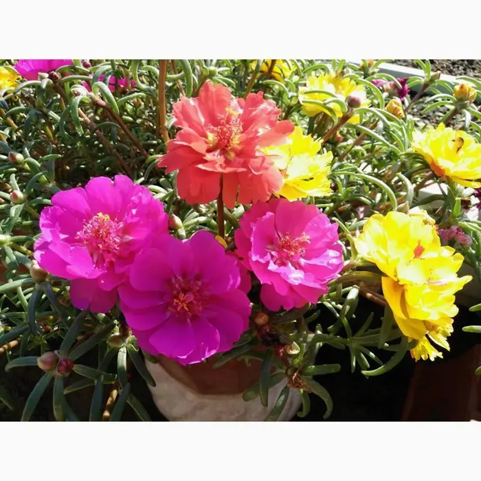 Tổng hợp bộ sưu tập hình nền hoa mười giờ rực rỡ tuyệt đẹp
